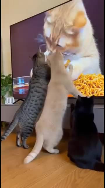 Funny 😆 video of cat 😺