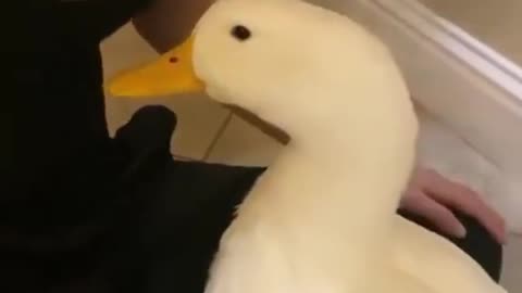 look at the tail 🪿😍