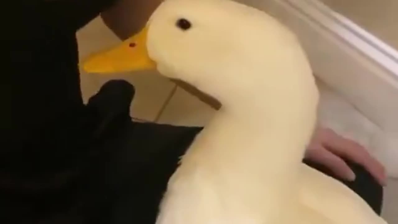 look at the tail 🪿😍