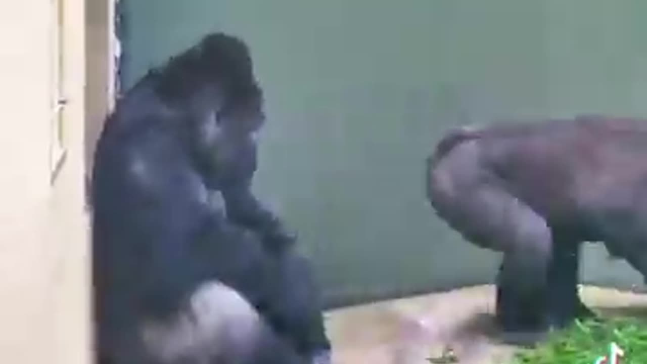 Husband and wife relationships are universal | funny video | crazy clips