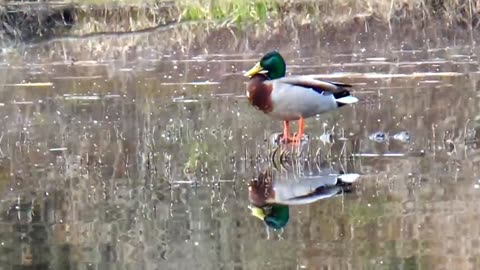 Mallard Duck