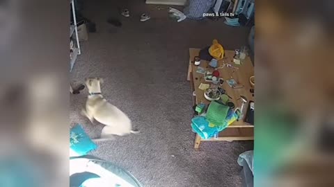 funniest animal video 2025
