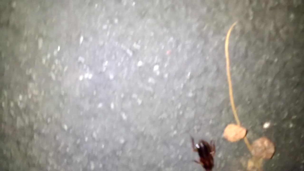 Little roach looks like a shimmering jewel!