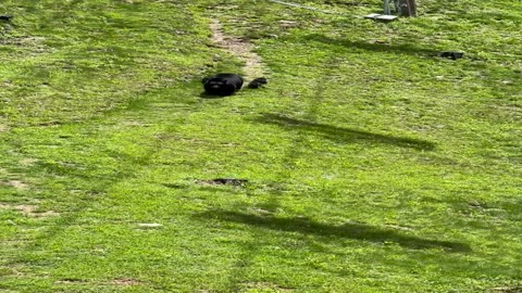 Mama Bear With Her Cubs From a Chairlift