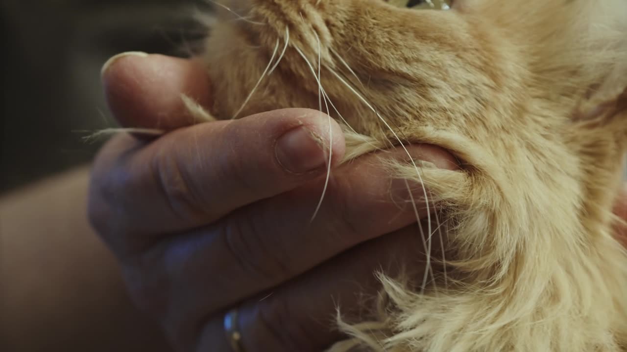 Cat crying cute cat crying