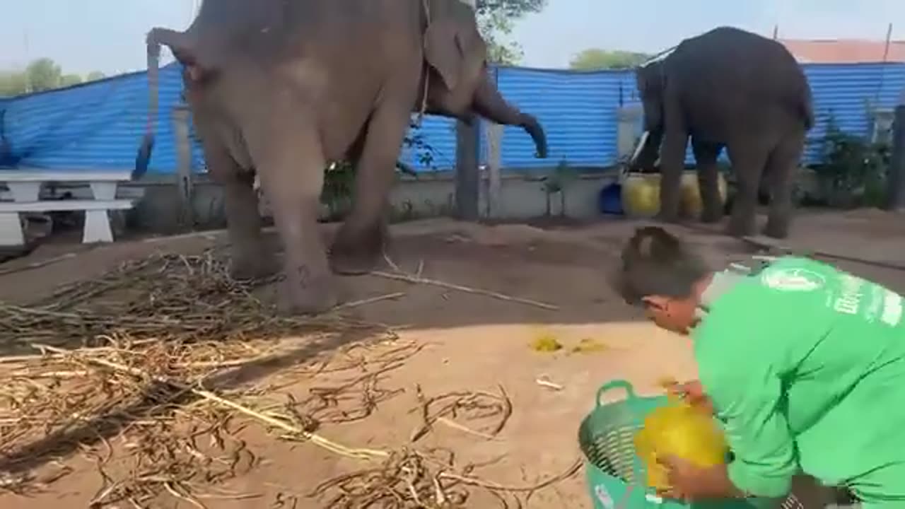 Funny Elephants