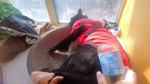 My pet cat vlog, his name is Heihei, 04/04, 2025, He is Very lazy， #catvideo #asmr