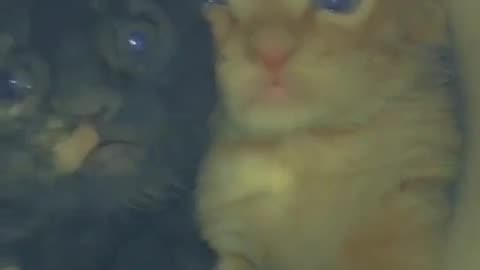 😍😍😘🔥 😍💦 FUNNY Animals and pet's💕😘 😘🔥 💕😘 😍💦 💦