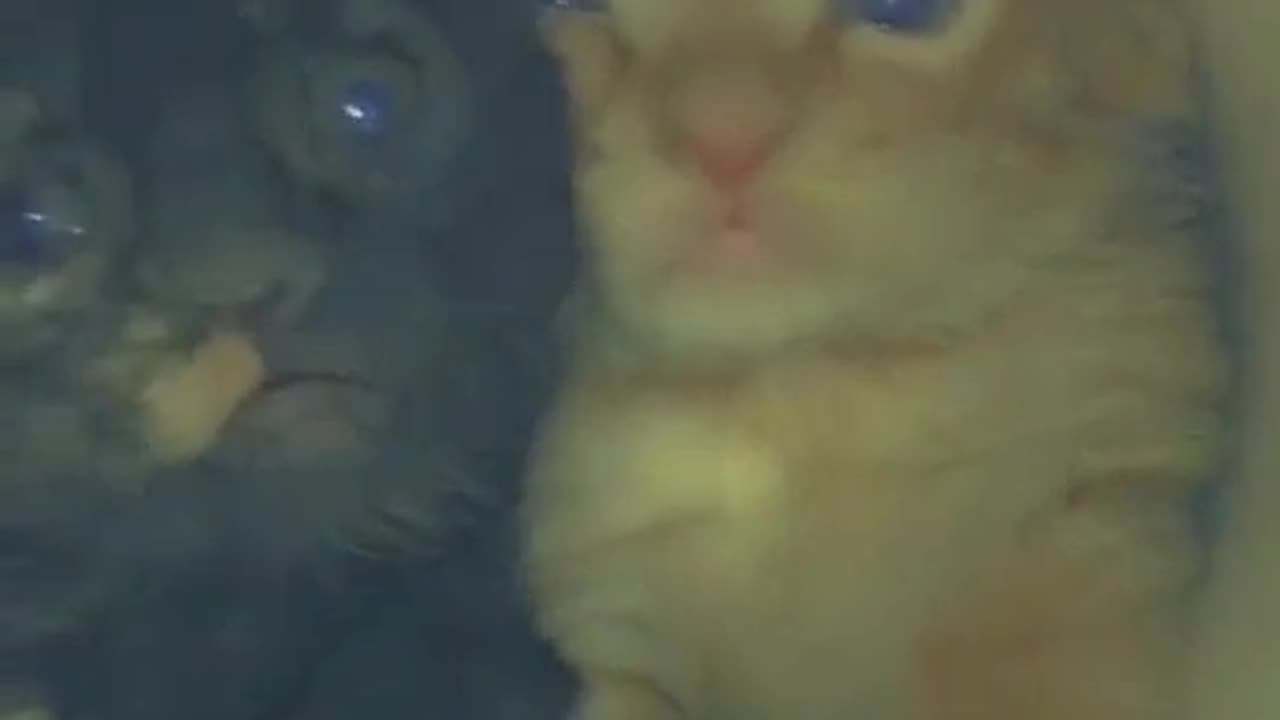 😍😍😘🔥 😍💦 FUNNY Animals and pet's💕😘 😘🔥 💕😘 😍💦 💦