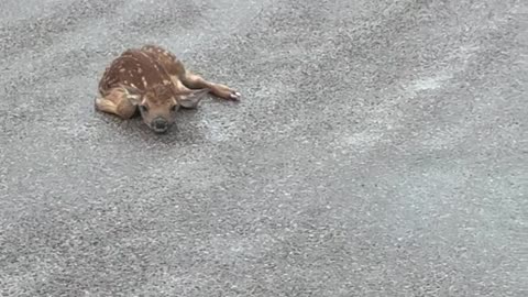 Fawn Takes First Steps in the Rain