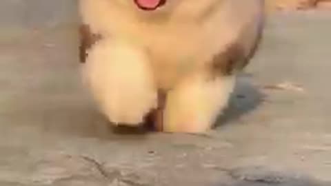 Funny dog🙂🙂🙂🙂