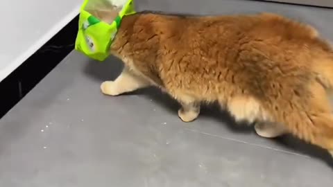 "Cat Owner Struggles: Laugh Until You Cry😅😅