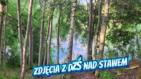 Wiesiorynka nocna 36