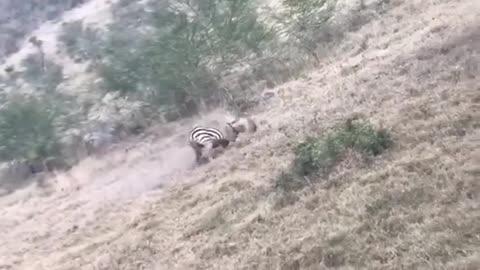 Giraffe & Tiger Battle