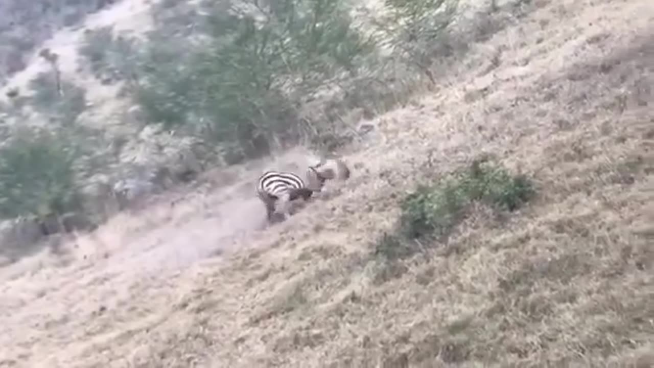 Giraffe & Tiger Battle