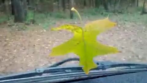 The Magical leaf