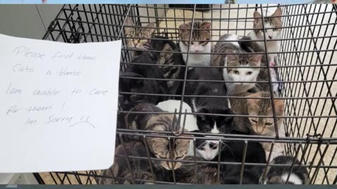 76 cats abandoned in span of 4 days in Niagara Region