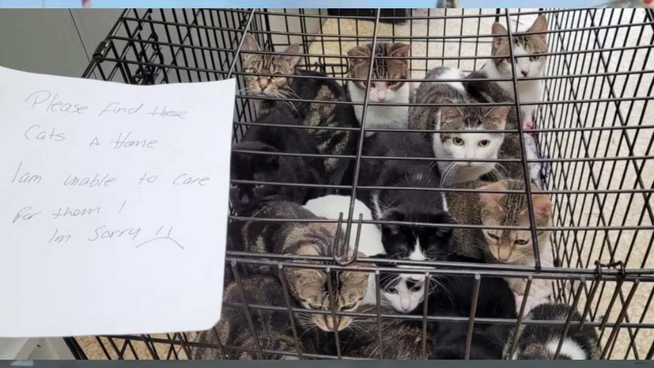 76 cats abandoned in span of 4 days in Niagara Region