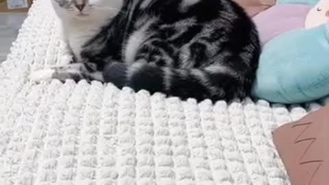 😂 Funny Cats and Dogs – Best Hilarious Animal Videos 🐶🐱