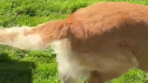 Watch the Joy Unleashed: Pups Gone Wild for Bike Rides!