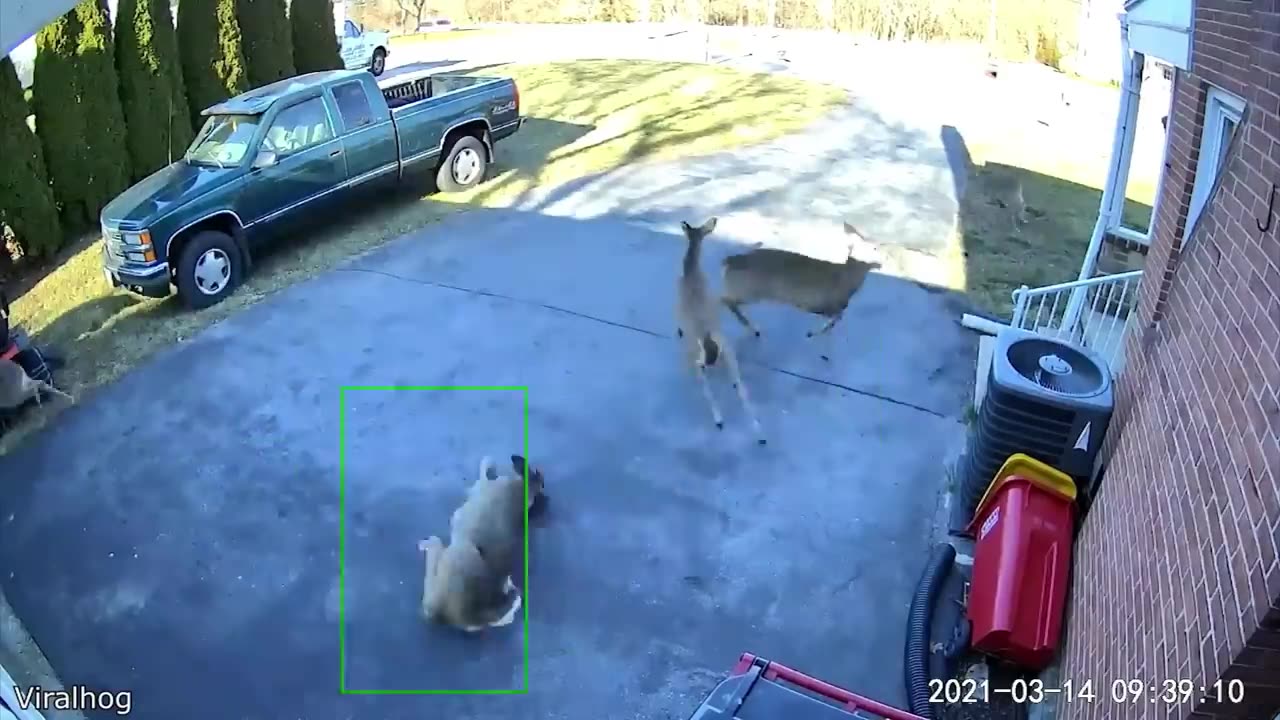 Funniest Animal Videos Ever