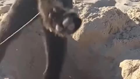 #05 "This Cat Thinks It’s Human – And Here’s the Proof!"