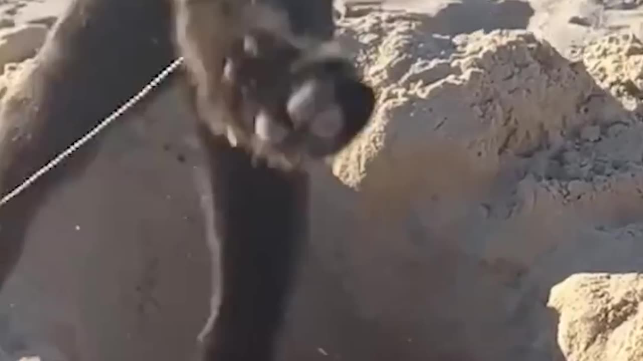 #05 "This Cat Thinks It’s Human – And Here’s the Proof!"