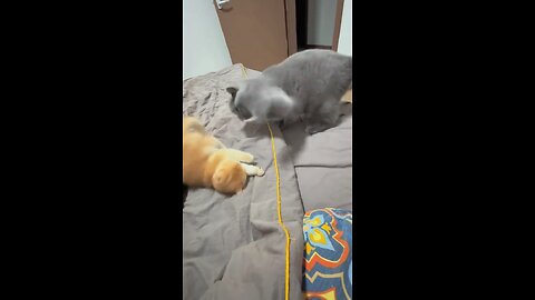 Cat's first time being a mum