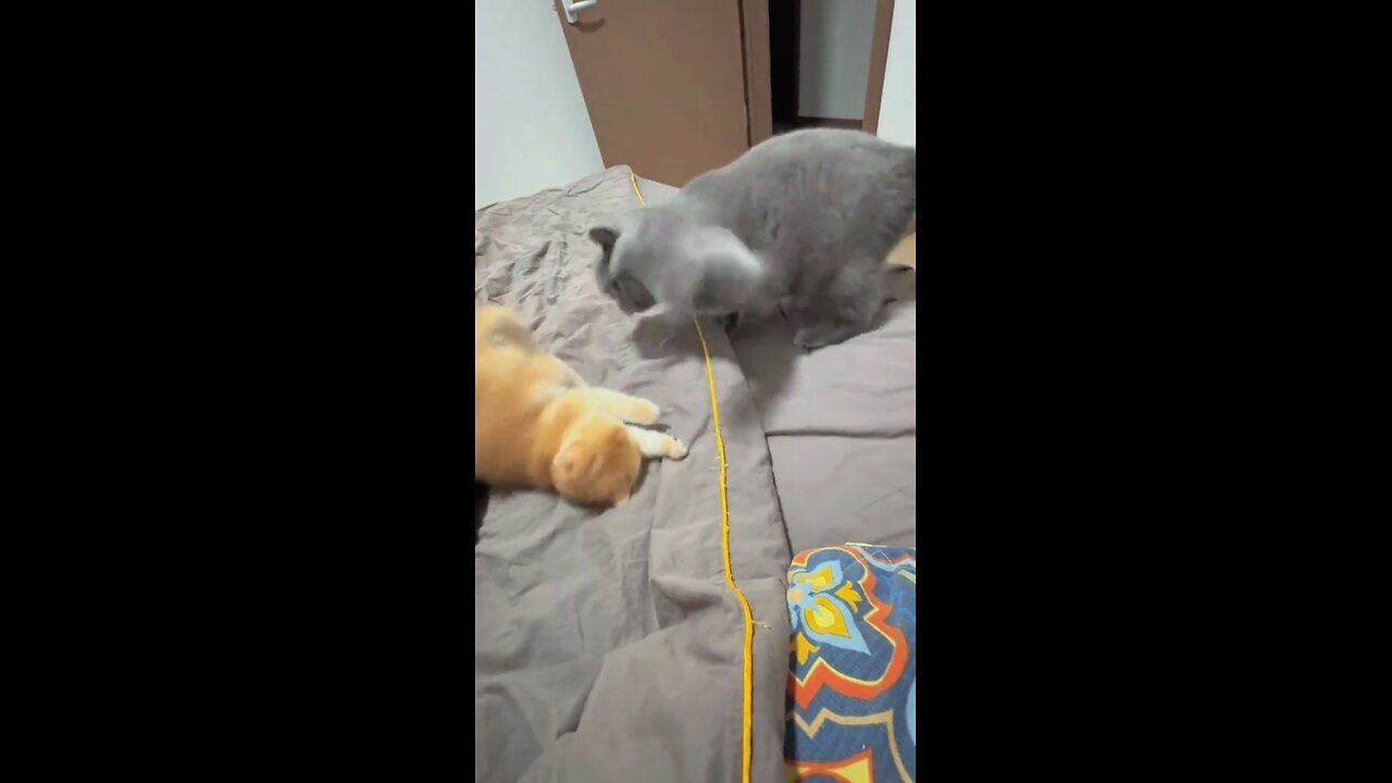 Cat's first time being a mum