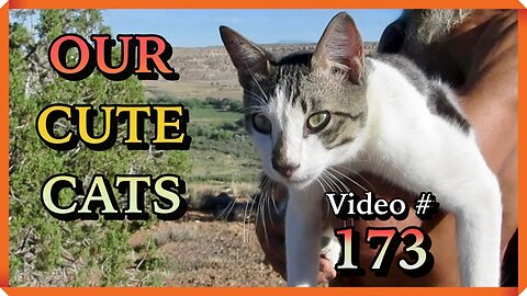 Our Cute Cats #173 - Pasha The Cat On Cottonwood Tree