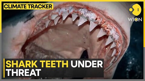 Climate Change Bites Back at Sharks | WION Climate Tracker
