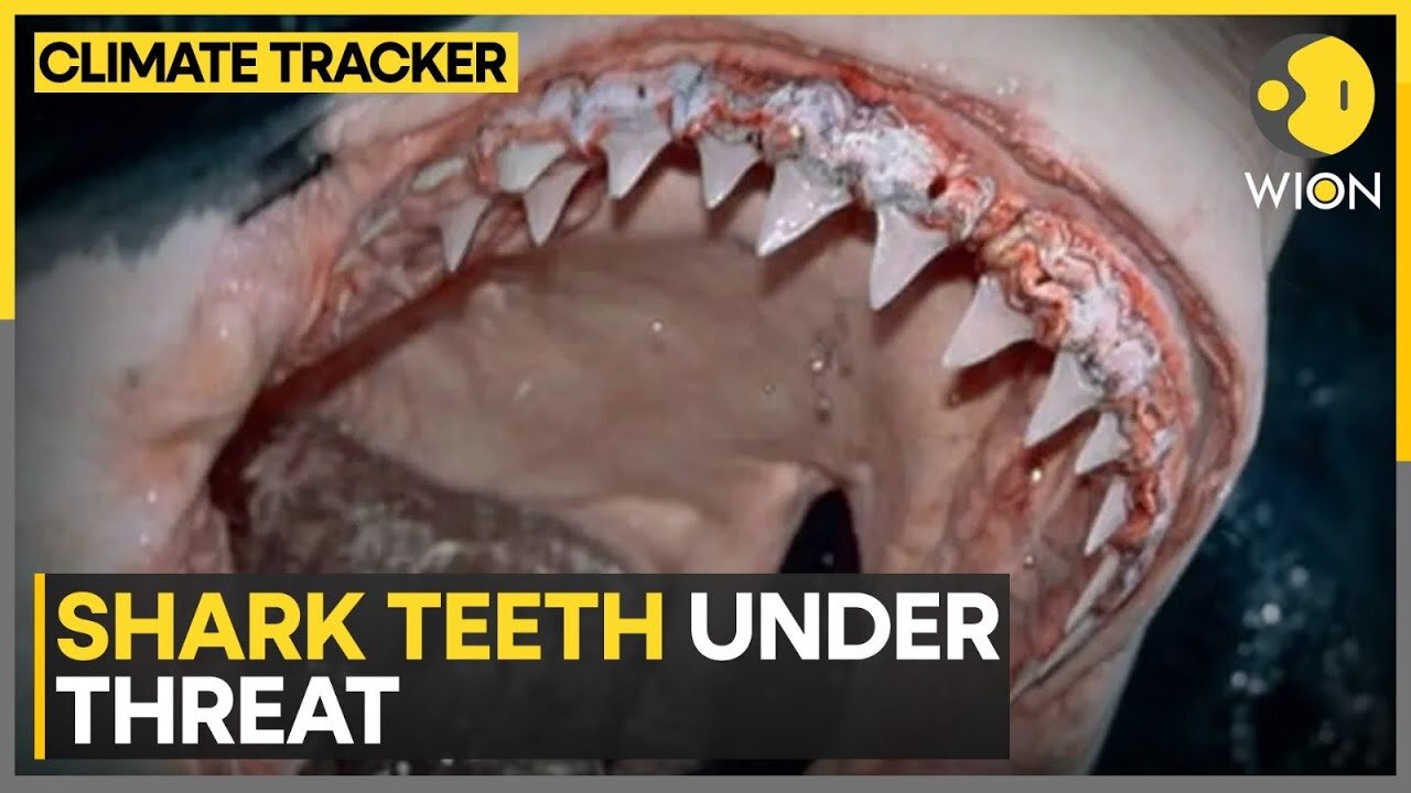 Climate Change Bites Back at Sharks | WION Climate Tracker