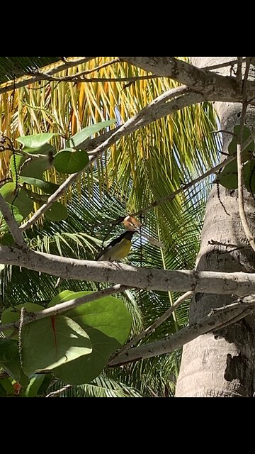 Bananaquit feeding in Amber Cove