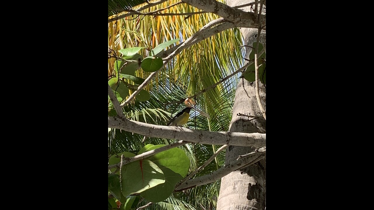 Bananaquit feeding in Amber Cove