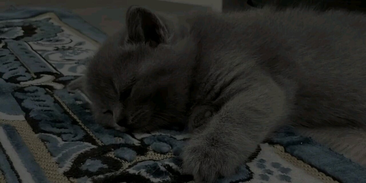 qurãan karim ♥️