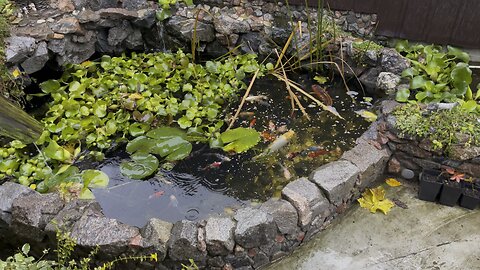 Благодарные мысли в слух Grateful thoughts out loud