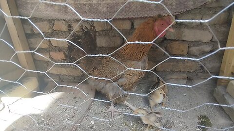 A Mother Hen and Her Chicks in a Quiet Cage | A Touching Scene of Simplicity