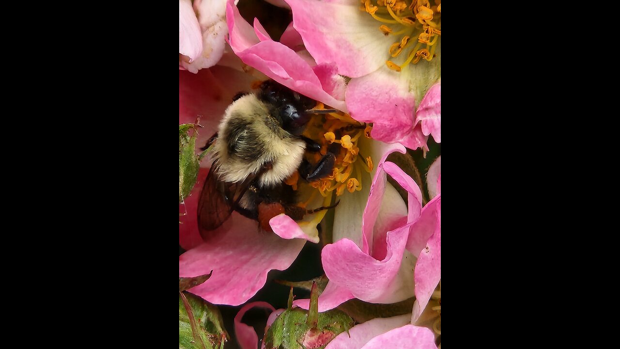 Watch Bees on Pink Drift Roses for rapid destressing