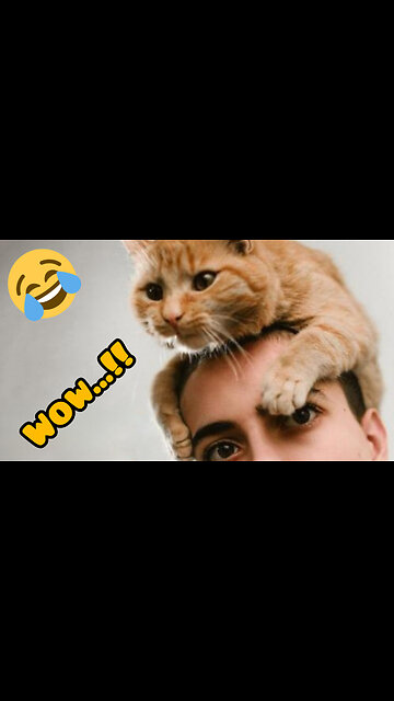 Cute funny cat 🐱🐱