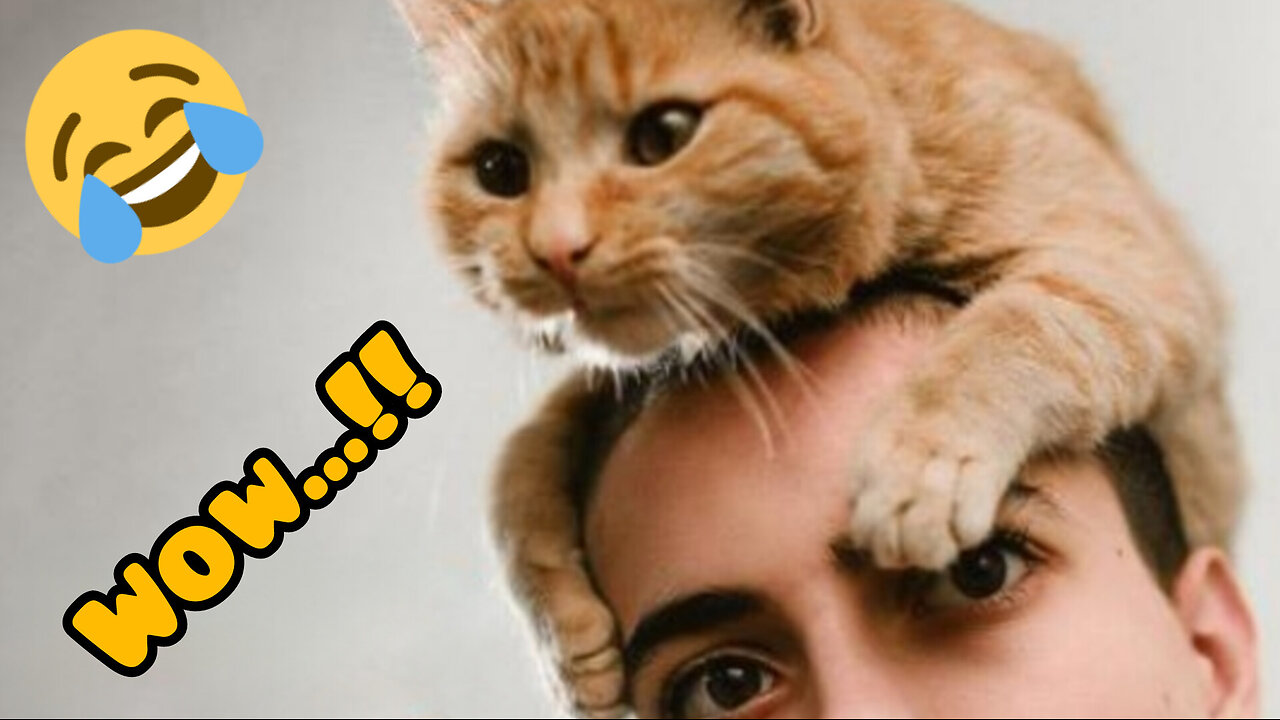 Cute funny cat 🐱🐱