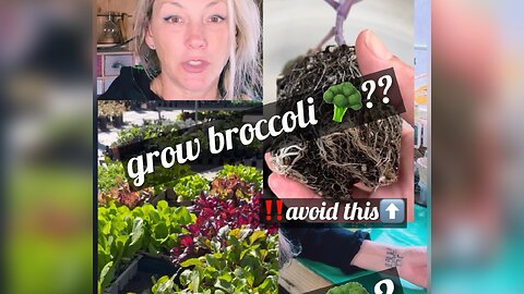 🥦grow Broccoli??‼️avoid this when getting ur transplants from a local nursery🌱