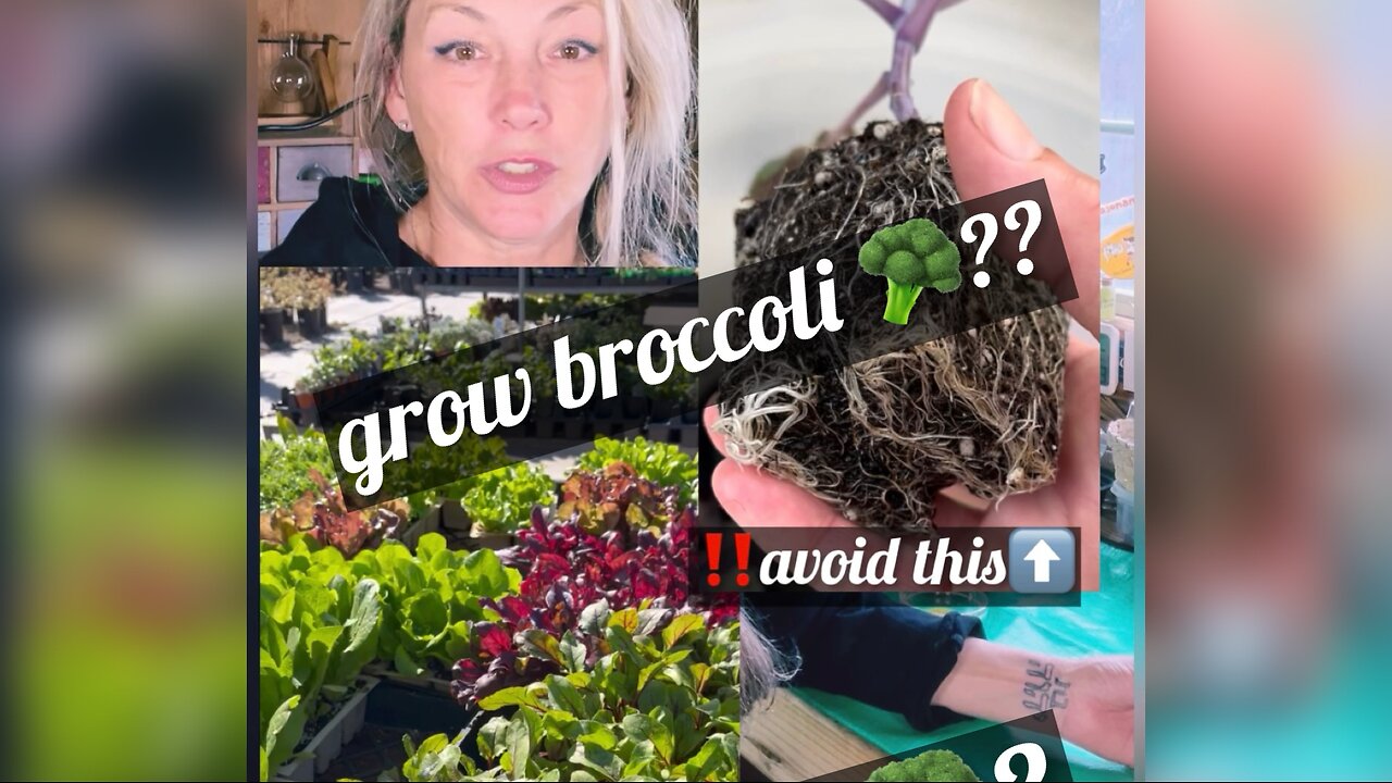 🥦grow Broccoli??‼️avoid this when getting ur transplants from a local nursery🌱