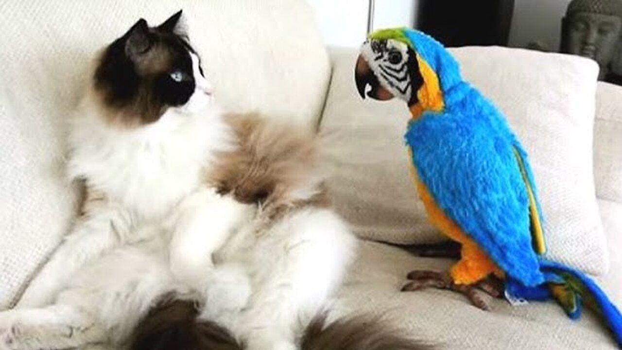 Cat and parrots 🦜 🐱