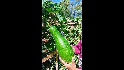 bottle gourd harvesting organic vegetables ♥️