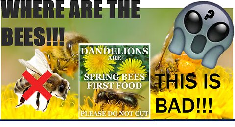 Where Are the BEEEES???