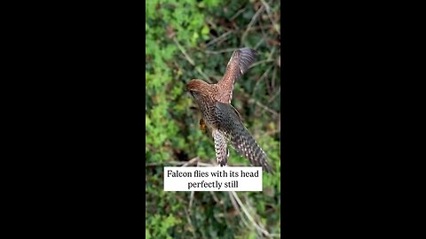 Gyroscopic_Falcon_Head!🤩