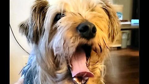 Batman blows his job interview #yorkie #funnydogs