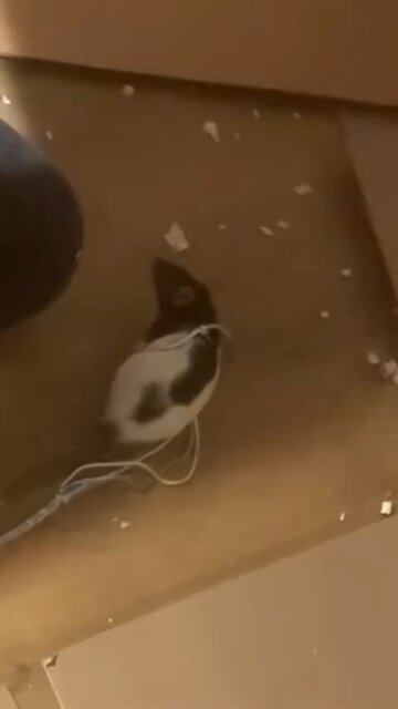 Young Fancy Rats Wednesday and Enid Harness Training/ Free Roam