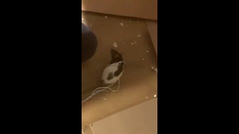 Young Fancy Rats Wednesday and Enid Harness Training/ Free Roam