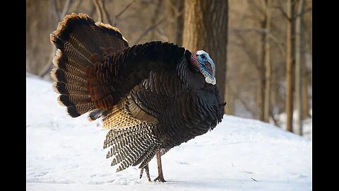 Dr Terrance Turkey Presents...After Lincoln by A J Langguth (Pt 11 of 66)